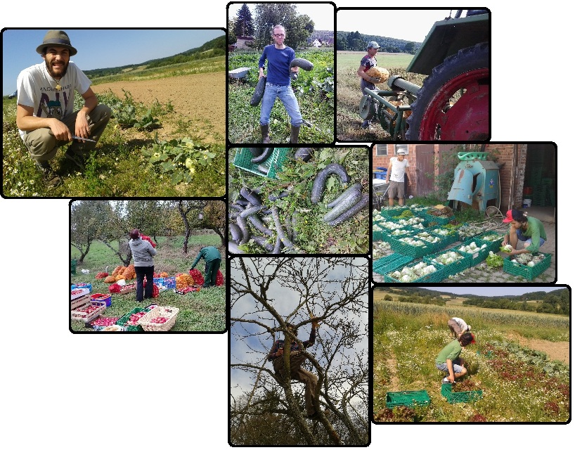 Arbeit am Hof und bei der Streuobstwiese