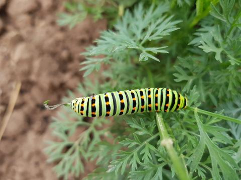 Die Raupe des Schwalbenschwanzes auf Möhrengrün.