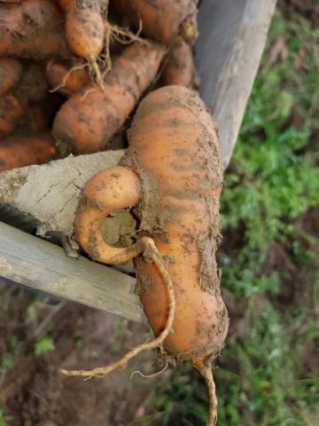 Zu sehen ist eine von vielen lustigen Möhren. 