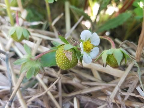 Eine blühende Erdbeerpflanze mit Fruchtansatz auf Strohbett.