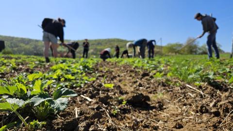 Hacken bei schönstem Wetter in Kirchvers