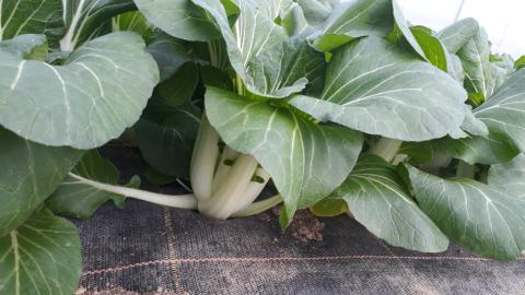 Leckerer Pak Choi.