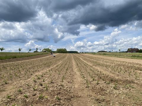 Imposante Wolkenformationen hängen über dem Acker in Kirchvers.