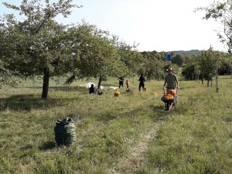 Obsternte in der Hunsbach, Gießen-Wieseck. Bild: Steffen
