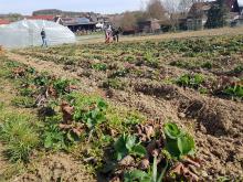 Eine Nahaufnahme von den Erdbeerpflanzen mit Beikraut.