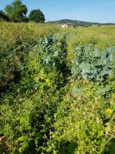 Im Unkraut versunkene Brokkoli- und Blumenkohlpflanzen