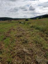 Hier haben wir Zwiebeln geerntet