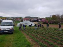 Beim allerersten Ackereinsatz 2022 wird bei den Erdbeeren gehackt.