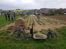 Und hier sind wir fertig - zwischen den Erdbeer-Reihen ist überall ist Stroh verteilt.