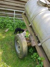 Die ganz kleinen Schafe verstecken sich.