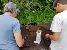 Eine typische Arbeit im Frühjahr: Säen in Multitopfplatten.