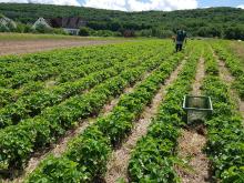 Der Erdbeeracker Ende Mai.