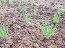 Die ersten Frühlingszwiebeln wachsen.