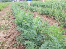 Das Unkraut, das ganz nah an den Möhren steht, muss weg. Das Unkraut, das ganz nah an den Möhren steht, muss weg.