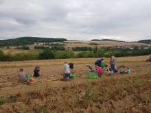 Hier werden Kartoffeln aufgesammelt. Hier werden Kartoffeln aufgesammelt.