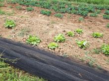 Das Netz soll Wildtiere davon abhalten, unseren Salat zu fressen.