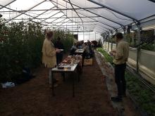Die Festtafel im Gewächshaus. Die Festtafel im Gewächshaus.