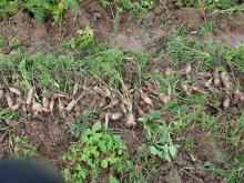 Diese Möhren sind zu klein und mussten auf dem Acker bleiben.