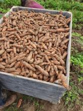 Eine Großkiste mit Möhren.