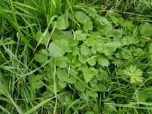 Das Scharbockskraut kann geerntet werden, so lange es noch nicht blüht.