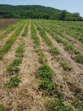 Die Erdbeerpflanzen, mit Stroh gemulcht.