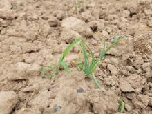 Eine Zwiebelpflanze mit Beikraut.