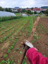 Das Hacken bei den Erdbeeren. Eigentlich ist es zu nass und matschig.