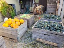 Verschiedene Kürbissorten in Großkisten.