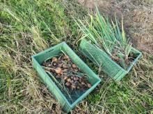 Links die lagerfähigen Zwiebeln, rechts die zum sofortigen Verbrauch bestimmten.