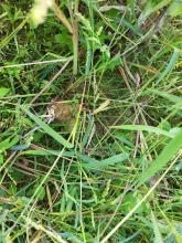 Hier sieht man, wie das Unkraut den Zwiebeln zu schaffen macht.