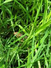 Hier versteckt sich ein Feuersalamander.