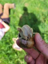 Eine Weinbergschnecke.