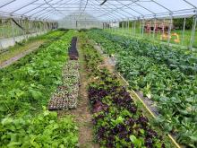 Das Gewächshaus im April.