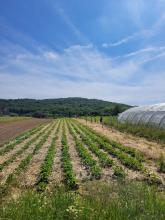 Das Erdbeerfeld mit Stroh.