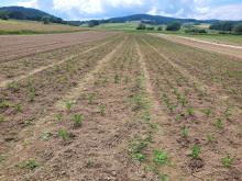 Hier sieht man den Sellerie, nachdem wir dort gehackt hatten.