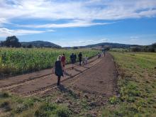 In der Mitte wächst Spinat, daher laufen die Mitglieder hier in der Trecker-Fahrspur.