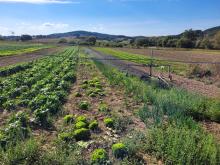 Der Acker Mitte September.