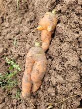 Zwei lustige Möhren.