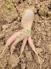 Eine lustige Möhre.