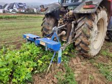 Der Beetunterschneider, mit dem das Wurzelgemüse von unten gelockert wird.