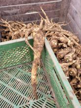 Eine gehörnte Pastinake.