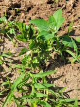 Eine Selleriepflanze mit Beikräutern.