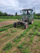 Mithilfe des Traktors wird das Unkraut zwischen den Reihen weggehackt.