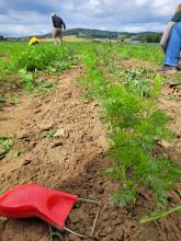 Hier sieht man die kleinen Möhren nach dem Hacken.