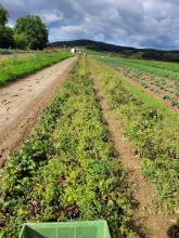 Diese zwei Beete mit Beten wurden abgeerntet.