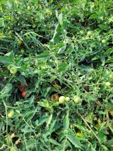 Freilandtomaten; ganz unten sind schon welche reif.