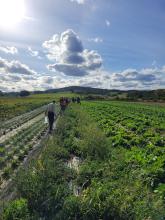 Mitglieder beim Ernten der Freilandtomaten.