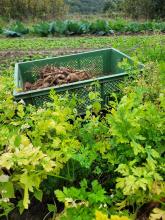 So sehen die Petersilienwurzeln von oben aus.