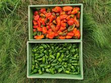 Zwei Paprikasorten in der Kiste.