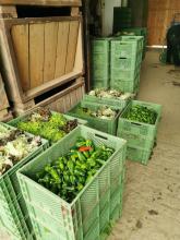 Kommissioniertes Gemüse.